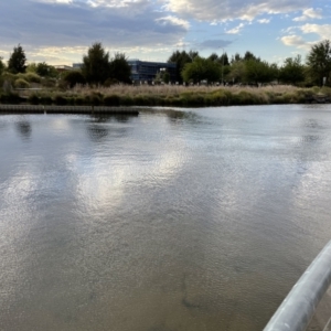 FrogWatch survey at GUN110:  Valley Ponds East - 3 Oct 2023