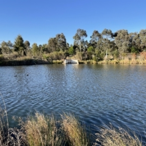 FrogWatch survey at GUN100: Valley Ponds W/Scout Hall - 2 Oct 2023