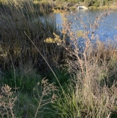 FrogWatch survey at GUN100: Valley Ponds W/Scout Hall - 2 Oct 2023