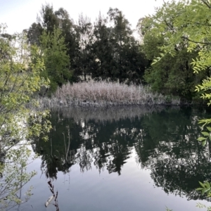 FrogWatch survey at GUN002: Gungahlin Pond Lexcen Ave - 2 Oct 2023