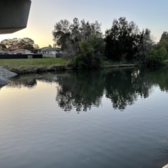 FrogWatch survey at GUN002: Gungahlin Pond Lexcen Ave - 2 Oct 2023