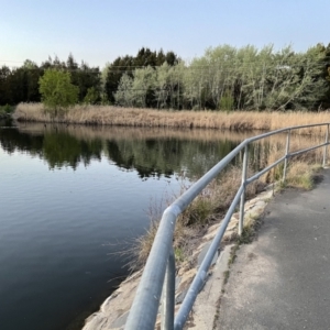 FrogWatch survey at GUN002: Gungahlin Pond Lexcen Ave - 2 Oct 2023