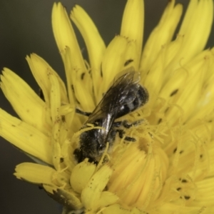 Monitoring Insect Pollinators at Kuringa Woodland (CPP) - 21 Oct 2023