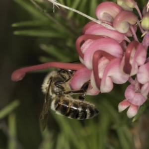 Monitoring Insect Pollinators at Kuringa Woodland (CPP) - 21 Oct 2023
