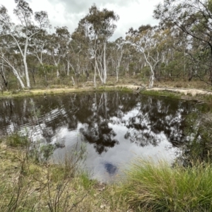 FrogWatch survey at FBM400: Black Mtn Belconnen Way - 21 Oct 2023