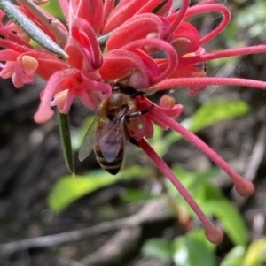 Monitoring Insect Pollinators at Jerrabomberra Wetlands (JWT) - 21 Oct 2023