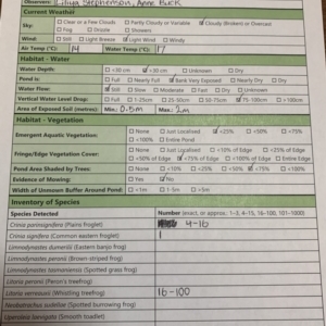 FrogWatch survey at FMC220: Mt Majura 3 Jukes - 13 Oct 2023