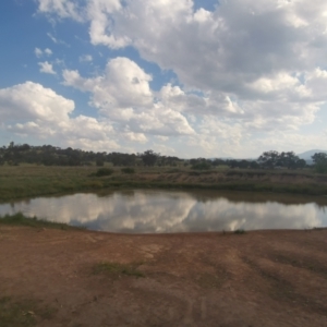 FrogWatch survey at DUF100: Narrabundah Hill South - 21 Oct 2023