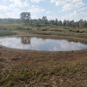 FrogWatch survey at DUF200: Narrabundah Hill North - 21 Oct 2023