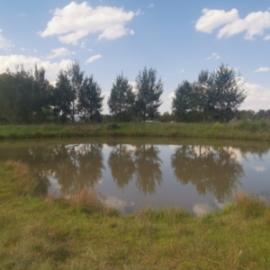 FrogWatch survey at DUF300: Bushfire Memorial Dam - 21 Oct 2023