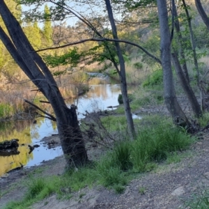 FrogWatch survey at QBN466: QBN River Upstr @ Dane St - 19 Oct 2023