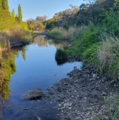 FrogWatch survey at QBN466: QBN River Upstr @ Dane St - 19 Oct 2023