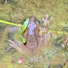 FrogWatch survey at FMC230: Mt Majura 4 Saddle - 20 Oct 2023