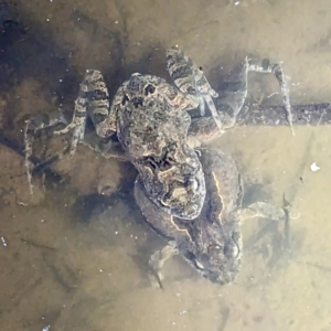 FrogWatch survey at FMC220: Mt Majura 3 Jukes - 20 Oct 2023