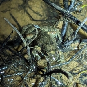 FrogWatch survey at FMC220: Mt Majura 3 Jukes - 20 Oct 2023