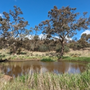 FrogWatch survey at FMC220: Mt Majura 3 Jukes - 22 Oct 2023