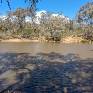 FrogWatch survey at FMC210: Mt Majura 2 Upper - 22 Oct 2023