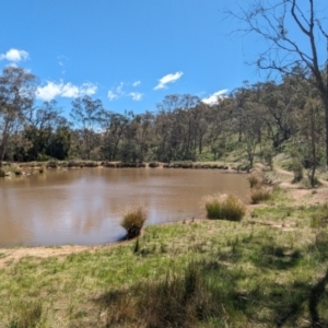 FrogWatch survey at FMC200: Mt Majura 1 Lower - 22 Oct 2023