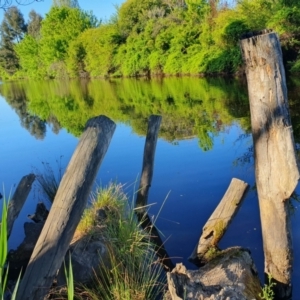 FrogWatch survey at QBN465: QBN River Downstr @ Dane St - 19 Oct 2023