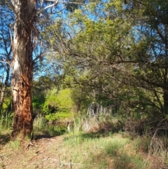 FrogWatch survey at QBN465: QBN River Downstr @ Dane St - 19 Oct 2023