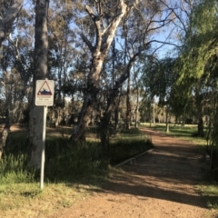 FrogWatch survey at HAL001: Halls Creek @ Showground  - 20 Oct 2023