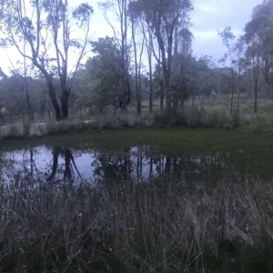 FrogWatch survey at OSR005: Dam 5 Hidden Dam - 21 Oct 2023