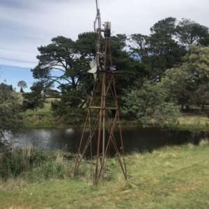 FrogWatch survey at OSR003: Dam 3 Big back dam - 21 Oct 2023