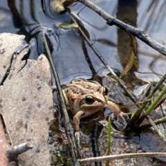 FrogWatch survey at RCD001: Rose Cottage Paddock 8 - 19 Oct 2023