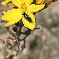 Monitoring Insect Pollinators at Yarramundi Grassland (YGN) - 24 Oct 2023
