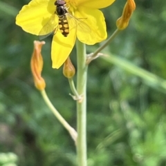 Monitoring Insect Pollinators at Yarramundi Grassland (YGN) - 24 Oct 2023