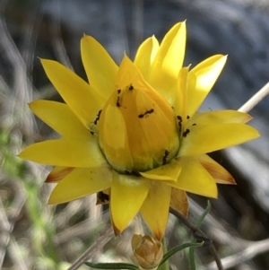 Monitoring Insect Pollinators at Mount Ainslie NR (ANR) - 24 Oct 2023