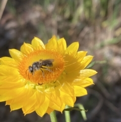 Monitoring Insect Pollinators at Mount Ainslie NR (ANR) - 24 Oct 2023
