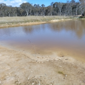 FrogWatch survey at MFL005: 250m N of Woolshed - 20 Oct 2023