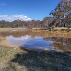 FrogWatch survey at MFL005: 250m N of Woolshed - 20 Oct 2023