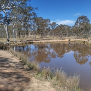 FrogWatch survey at MFL003: Shearing Shed Dam - 2 Oct 2023