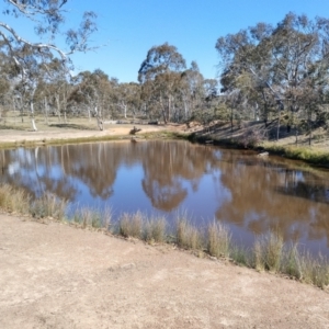 FrogWatch survey at MFL003: Shearing Shed Dam - 20 Oct 2023