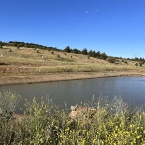 FrogWatch survey at NAD036: Larch Dam Forest 36 - 25 Oct 2023