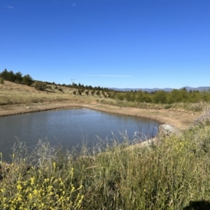 FrogWatch survey at NAD036: Larch Dam Forest 36 - 25 Oct 2023