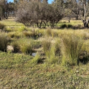 FrogWatch survey at NAS100: STEP Dam Lot 100 - 25 Oct 2023