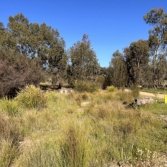 FrogWatch survey at NAS100: STEP Dam Lot 100 - 25 Oct 2023