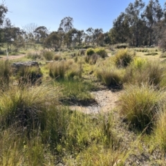 FrogWatch survey at NAS100: STEP Dam Lot 100 - 25 Oct 2023