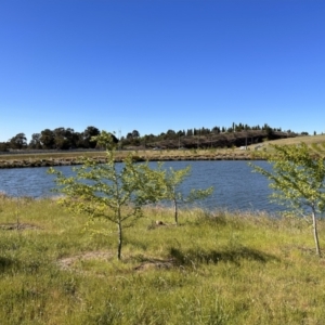 FrogWatch survey at NAD011: Arboretum Main Dam - 25 Oct 2023