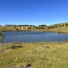 FrogWatch survey at NAD011: Arboretum Main Dam - 25 Oct 2023