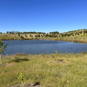 FrogWatch survey at NAD011: Arboretum Main Dam - 25 Oct 2023