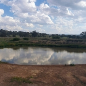 FrogWatch survey at DUF100: Narrabundah Hill South - 26 Oct 2023