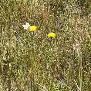 Monitoring Insect Pollinators at Yarramundi Grassland (YGN) - 28 Oct 2023
