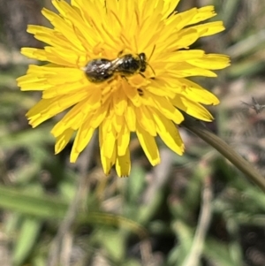 Monitoring Insect Pollinators at Yarramundi Grassland (YGN) - 28 Oct 2023