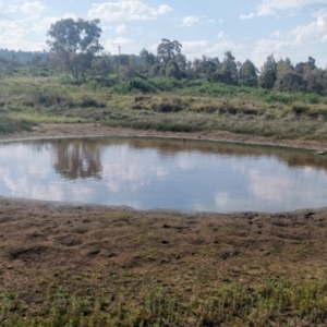 FrogWatch survey at DUF200: Narrabundah Hill North - 26 Oct 2023