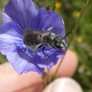 Monitoring Insect Pollinators at Emu Creek Belconnen (ECB) - 28 Oct 2023