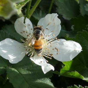 Monitoring Insect Pollinators at Emu Creek Belconnen (ECB) - 28 Oct 2023
